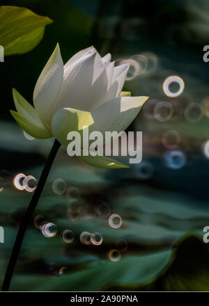 Single White lotus flower blooming at pond Stock Photo