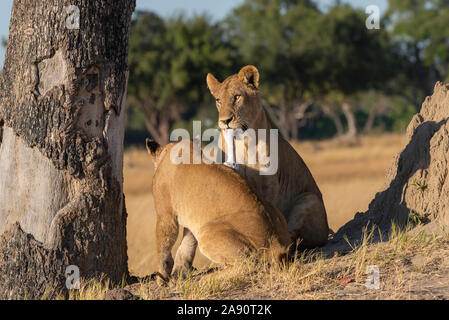 two female lions playing with some bones in the savannah Stock Photo