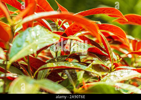 Red leaves under hot sunny day, after a downpour Stock Photo