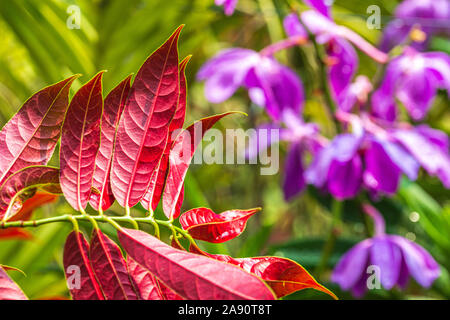 Red leaves under hot sunny day. Purple orchid flowers in blurred background. Stock Photo