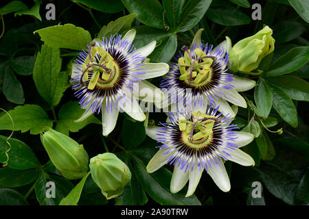 Passion Flower or Passiflora caerulea. Closeup of three common blue Passion flowers. Stock Photo