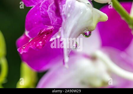 Pink purple orchids with dripping water droplets after rain on a hot summer day Stock Photo