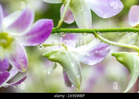 Pink purple orchids with dripping water droplets after rain on a hot summer day Stock Photo