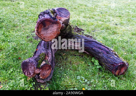 A big tree trunk in a park in autumn Stock Photo
