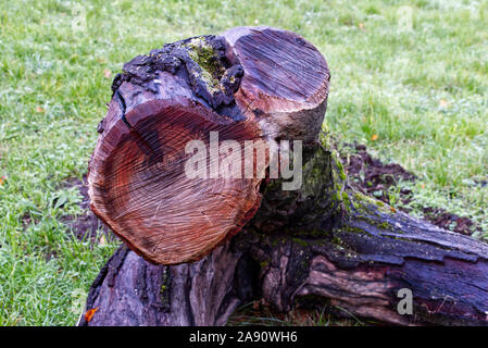 A big tree trunk in a park in autumn Stock Photo