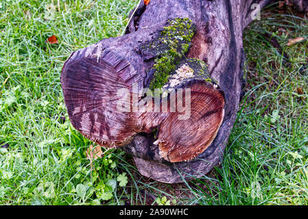 A big tree trunk in a park in autumn Stock Photo