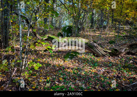 Fallen tree in forest Stock Photo