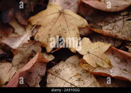 Brown dry maple leaves on the ground in foliage. Autumn forest. Natural background. Stock Photo