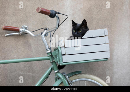 Bike basket online cat