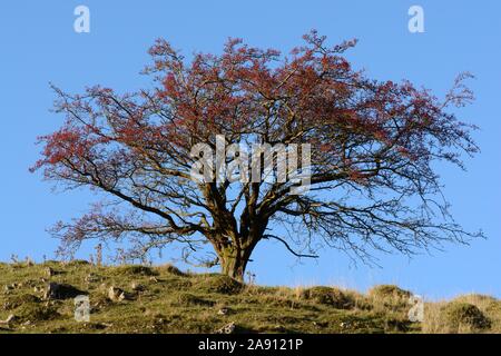 Hawthorn tree shrub with red berries against blue sky Black Mountain Mynydd Du  Fforest Fawr UNESCO Geopark Carmarthenshire Wales Cymru |UK Stock Photo