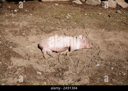 Pig lying down in mud Stock Photo
