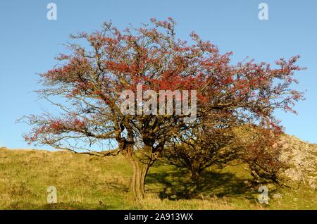 Hawthorn tree shrub with red berries against blue sky Black Mountain Mynydd Du  Fforest Fawr UNESCO Geopark Carmarthenshire Wales Cymru |UK Stock Photo