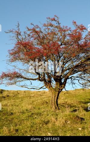 Hawthorn tree shrub with red berries against blue sky Black Mountain Mynydd Du  Fforest Fawr UNESCO Geopark Carmarthenshire Wales Cymru |UK Stock Photo