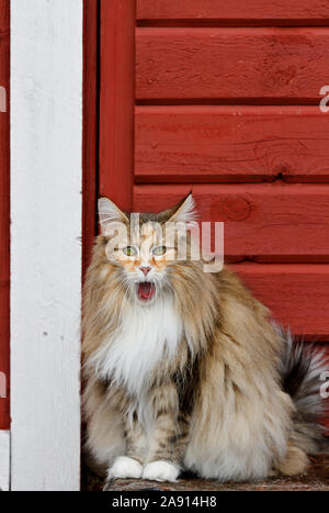 A sweet norwegian forest cat female yawning. She sits outdoor and just woke up. Stock Photo