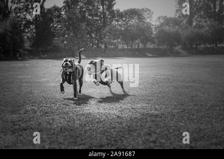 Two dogs chasing a stick in the park in the summer two staffordshire bull terriers in the park black and white photo Stock Photo