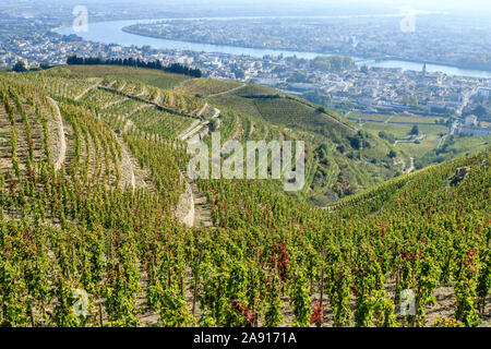 Hermitage vineyard at Tain l'Hermitage, Rhone valley, France Stock ...