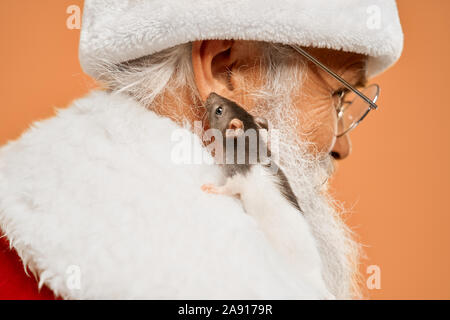 Little grey and white rat sitting near Santa Claus ear on white fur collar of traditional costume in studio. Cute mouse and happy christmas character isolated on orange background. Stock Photo