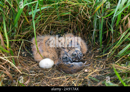 Short-eared owl (Asio flammeus / Asio accipitrinus) egg and two chicks in nest on the ground in grassland with dead vole prey as food Stock Photo