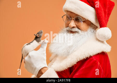 Small grey and white mouse lying on Santa Claus hands in white gloves isolated on orange background. Senior man in red christmas costume posing with cute rat in studio. Stock Photo