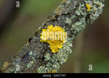 Shore lichen on the dead tree, Slovakia Stock Photo