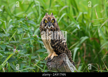 Short-eared owl (Asio flammeus / Asio accipitrinus) juvenile perched on fence post along field Stock Photo