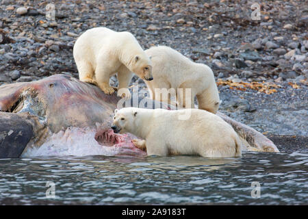 Three scavenging Polar bears (Ursus maritimus) feeding on carcass of ...