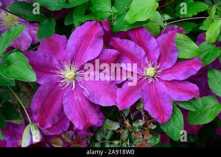 Clematis hybrid. Family Ranunculaceae. The President. Close up Early large flower with purple petals and yellow centre.