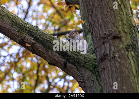 Grey squirrel eating nuts on a tree brach in autumn. Stock Photo