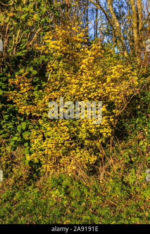 Yellow autumn colours on the leaves of bushes. Stock Photo