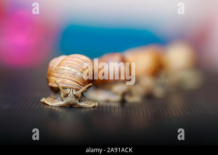 big snails crawling one on one in the studio Stock Photo