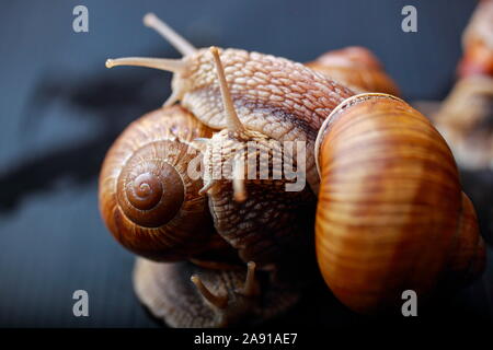 big snails crawling one on one in the studio Stock Photo