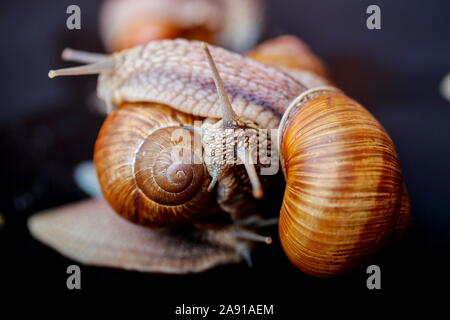 big snails crawling one on one in the studio Stock Photo