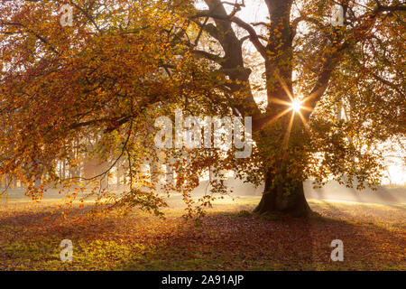 Barton-upon-Humber, North Lincolnshire, UK. 9th November 2019. UK Weather: A Beech tree in Baysgarth Park on a misty Autumn morning in November. Stock Photo