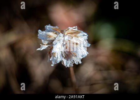 Macro close up of a withered but still beautiful alpine thrift (Ameria alpina) in autumn, isolated with blurry brown bokeh background