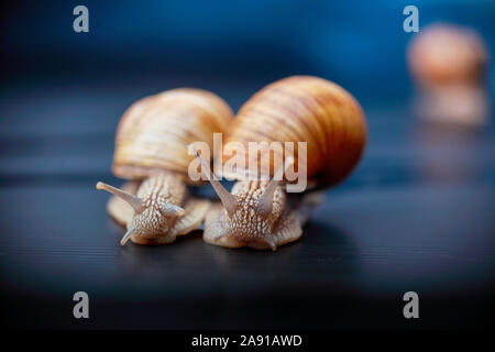 big snails crawling one on one in the studio Stock Photo