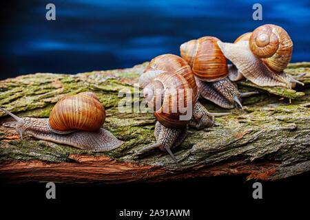 big snails crawling one on one in the studio Stock Photo