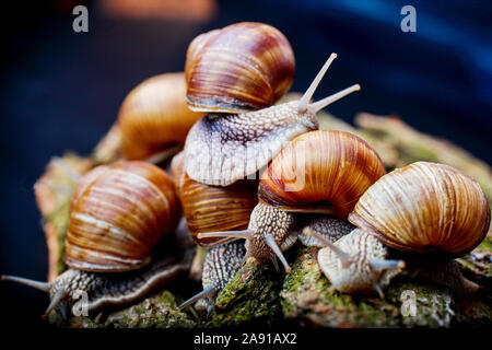 big snails crawling one on one in the studio Stock Photo