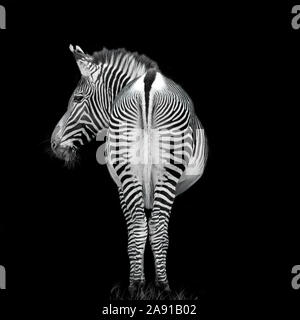 Grevy's Zebra (Equus grevyi) in mono with black background Stock Photo