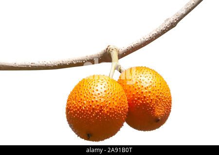 Gac fruits, Baby Jackfruit, Spiny Bitter Gourd, Sweet Grourd or Cochinchin Gourd isolated on a white background, clipping path included Stock Photo