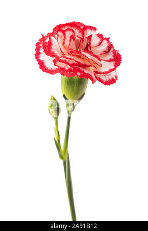 Red and white carnation isolated on white background Stock Photo