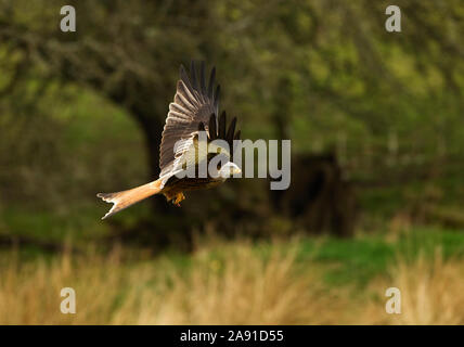 Red Kite searching for food Gigrin Farm, Rhayader,  Wales, UK. Stock Photo