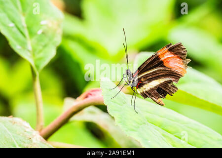 Postman Heliconius Melpomene butterfly on tropical foliage Stock Photo