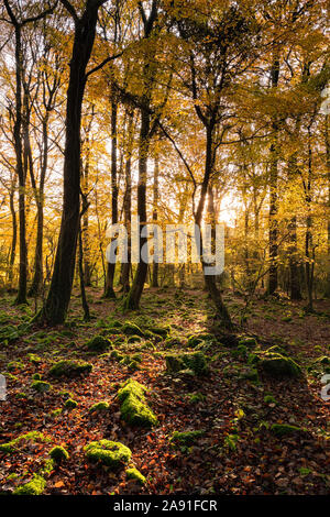 Autumnal trees in the lower Wye Valley, Wales. Stock Photo
