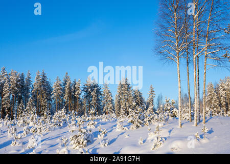 Clearcut forest in winter covered with snow, reforested area with pine tree saplings in the foreground, Finland Stock Photo