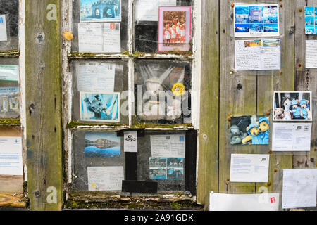 lost unclaimed Teddy in the window and postcards sent to him, now a fundraiser - Brandlehow, Manesty Park, Derwentwater, Cumbria, England, UK Stock Photo