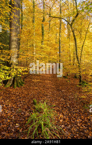 Autumnal Beech trees in the lower Wye Valley, Wales. Stock Photo