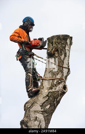 Man with chainsaw working on cutting down a large silver birch tree. Stock Photo