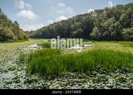 Walking the freshwater Bosherston Lily Ponds near Pembroke in south west Wales. Stock Photo