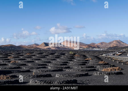 typical vineyard on Lanzarote, Canary Islands against volcanic moutain range and blue sky Stock Photo