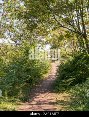 Path through the woods near Stackpole, Pembrokeshire, Wales. Stock Photo